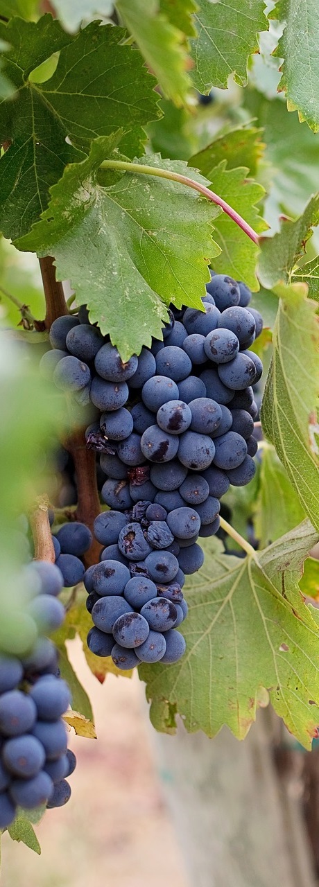 grapes vines noah's ark