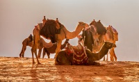 camels abraham