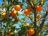 fruit trees, tu b'shvat
