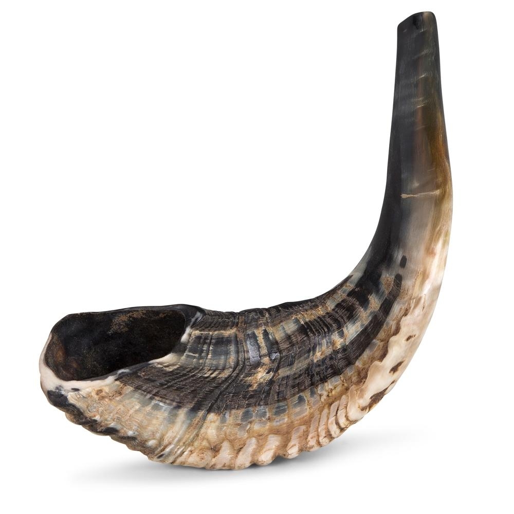 14"-16" Classical Ram's Horn Shofar - Natural, Shofars, Judaica | Judaica Store