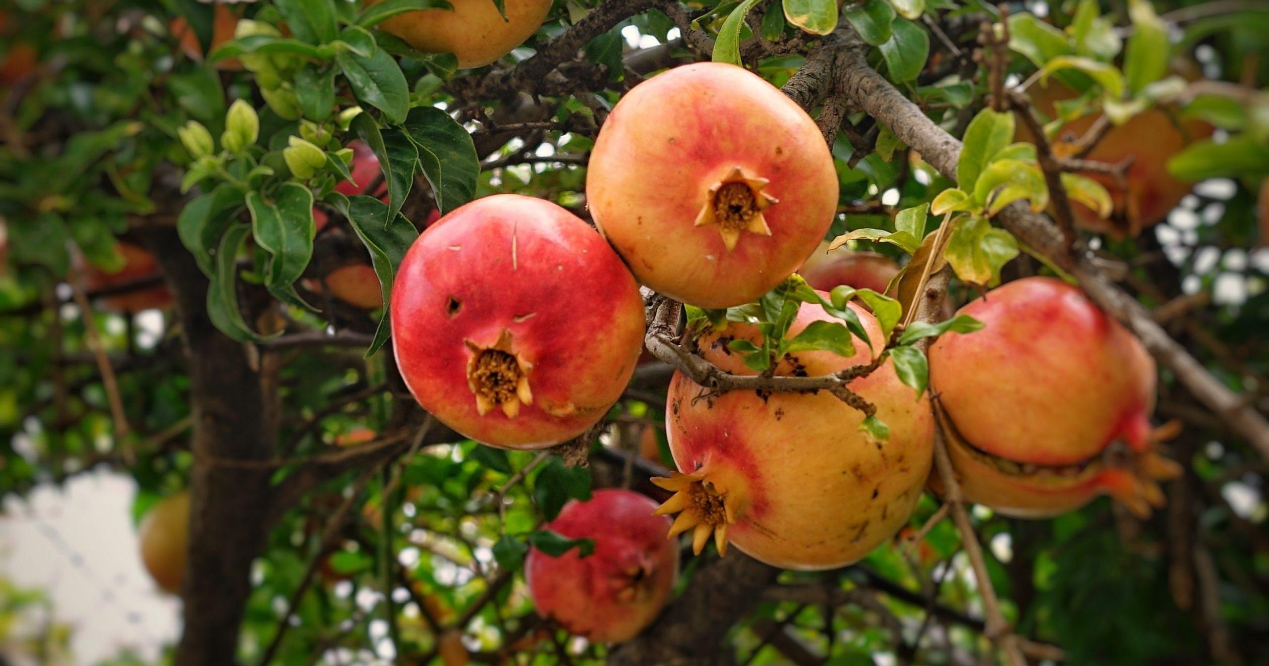 Why Do We Eat Pomegranates on Rosh Hashanah?